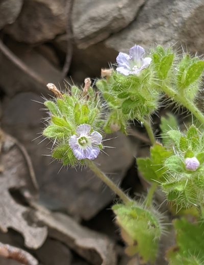 Phacelia rattanii, photographed by Alex Heyman
