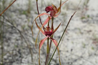 Caladenia pectinata, photographed by Em Lamond