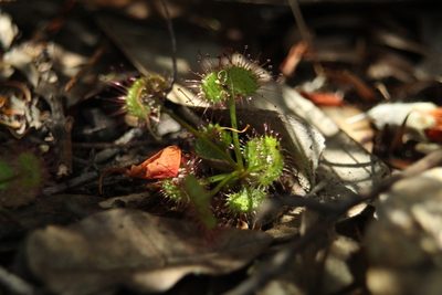 Drosera monticola, photographed by Em Lamond