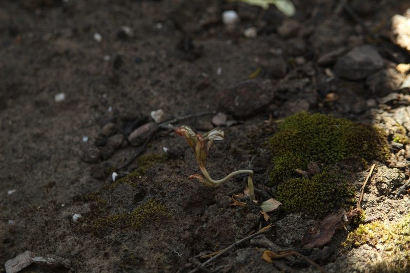 Pterostylis perculta, photographed by Em Lamond