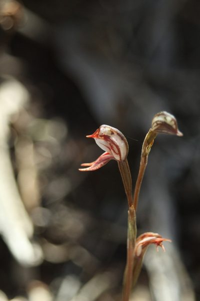 Pterostylis perculta, photographed by Em Lamond