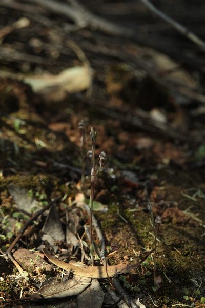 Pterostylis perculta, photographed by Em Lamond