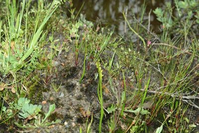 Microtis atrata, photographed by Em Lamond