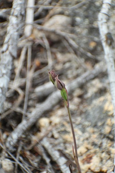 Calochilus uliginosus, photographed by Em Lamond