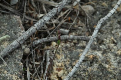 Calochilus uliginosus, photographed by Em Lamond