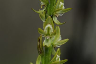 Prasophyllum elatum, photographed by Em Lamond