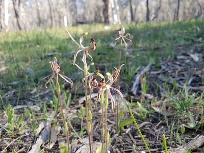 Caladenia barbarossa, photographed by Em Lamond