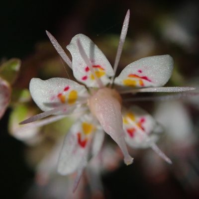 Saxifraga umbrosa, photographed by agujaceratops