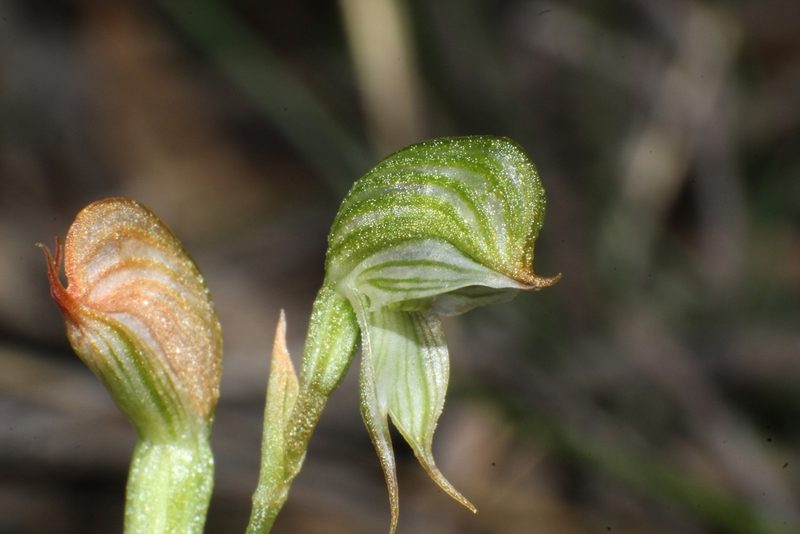 Pterostylis sargentii, photographed by Em Lamond