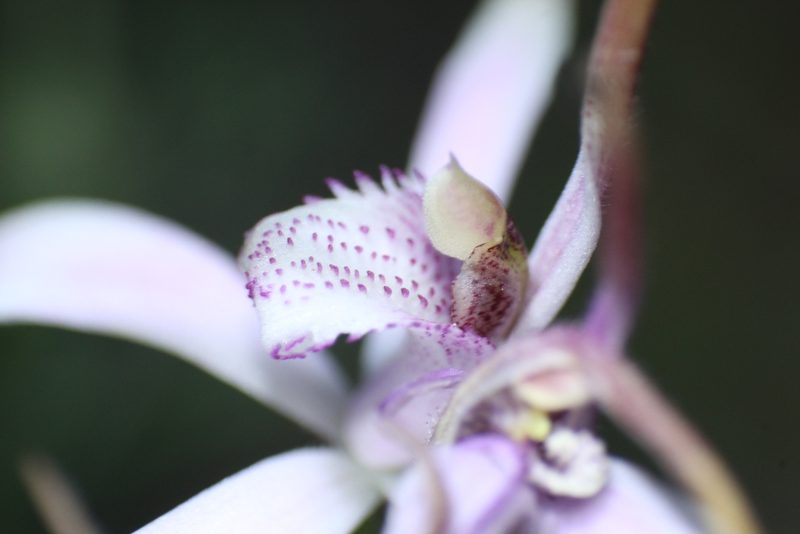 Caladenia hirta, photographed by Em Lamond