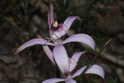 Caladenia hirta, photographed by Em Lamond