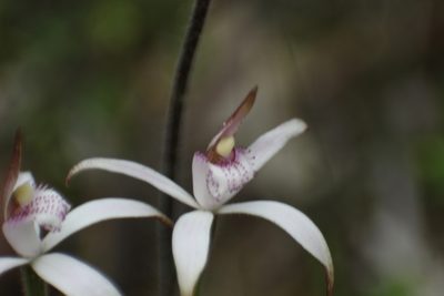 Caladenia hirta, photographed by Em Lamond