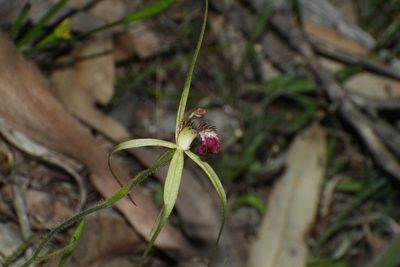 Caladenia uliginosa, photographed by Em Lamond