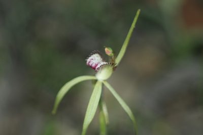 Caladenia uliginosa, photographed by Em Lamond