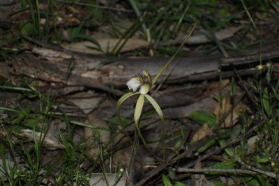 Caladenia uliginosa, photographed by Em Lamond