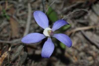 Caladenia gemmata, photographed by Em Lamond