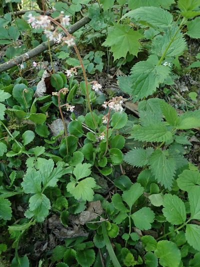 Saxifraga umbrosa, photographed by agujaceratops