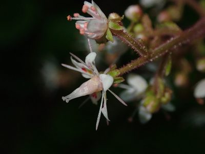 Saxifraga umbrosa, photographed by agujaceratops