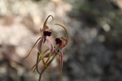 Caladenia longiclavata, photographed by Em Lamond