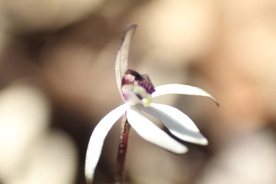 Caladenia saccharata, photographed by Em Lamond
