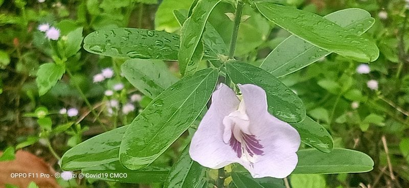Clitoria laurifolia, photographed by Ong Jyh Seng