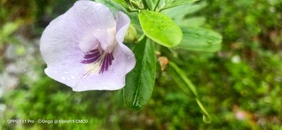 Clitoria laurifolia, photographed by Ong Jyh Seng