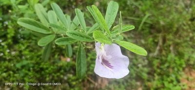 Clitoria laurifolia, photographed by Ong Jyh Seng