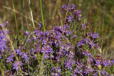 Calytrix leschenaultii, photographed by Em Lamond