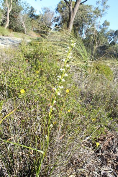 Prasophyllum hians, photographed by Em Lamond
