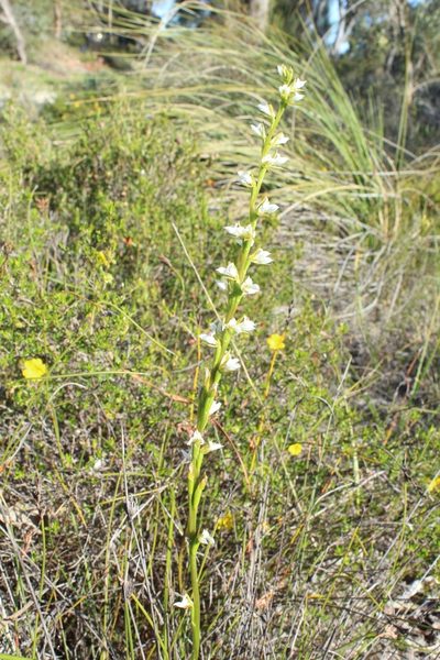 Prasophyllum hians, photographed by Em Lamond