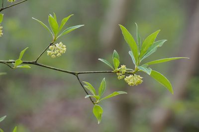 Lindera umbellata, photographed by harum.koh