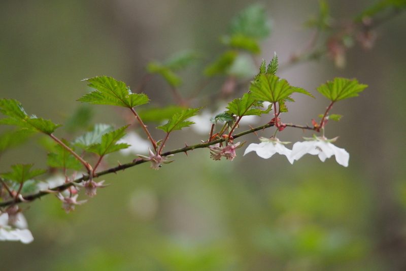 Rubus palmatus, photographed by harum.koh