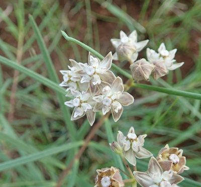 Asclepias cucullata, photographed by Peter Warren