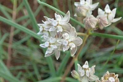Asclepias cucullata, photographed by Peter Warren