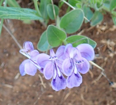 Rotheca hirsuta, photographed by Peter Warren