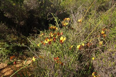 Diuris magnifica, photographed by Em Lamond