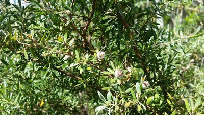Leptospermum grandifolium, photographed by Chris Lindorff