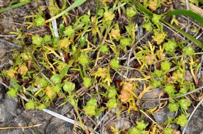 Brachyscome perpusilla, photographed by Chris Lindorff