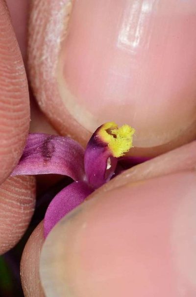 Thelymitra luteocilium, photographed by Chris Lindorff
