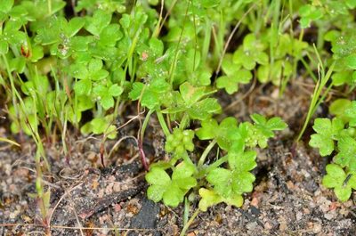 Hydrocotyle foveolata, photographed by Chris Lindorff