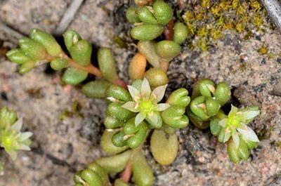 Calandrinia granulifera, photographed by Chris Lindorff