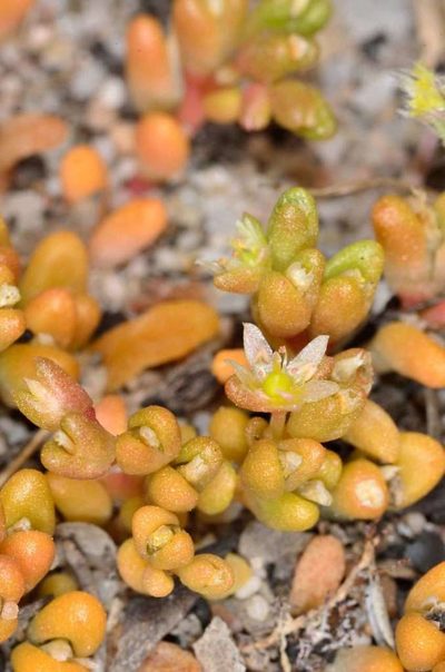 Calandrinia granulifera, photographed by Chris Lindorff