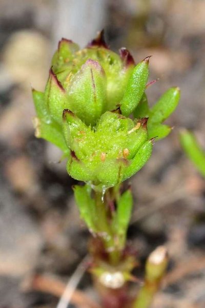 Brachyscome perpusilla, photographed by Chris Lindorff
