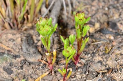 Brachyscome perpusilla, photographed by Chris Lindorff