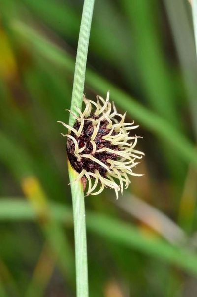 Chorizandra enodis, photographed by Chris Lindorff