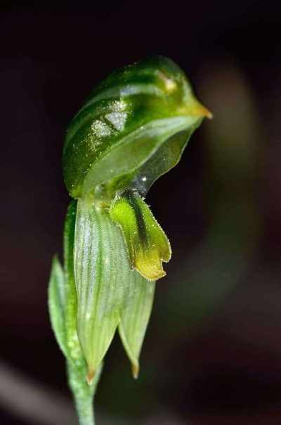 Pterostylis smaragdyna, photographed by Chris Lindorff