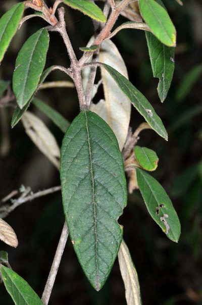 Pomaderris wendlandiana, photographed by Chris Lindorff