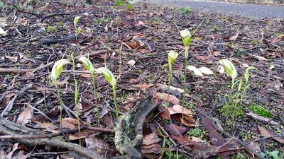 Pterostylis ampliata, photographed by Chris Lindorff