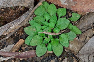 Pterostylis parviflora, photographed by Chris Lindorff
