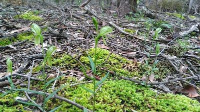 Pterostylis smaragdyna, photographed by Chris Lindorff